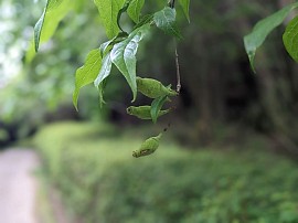 蝋梅